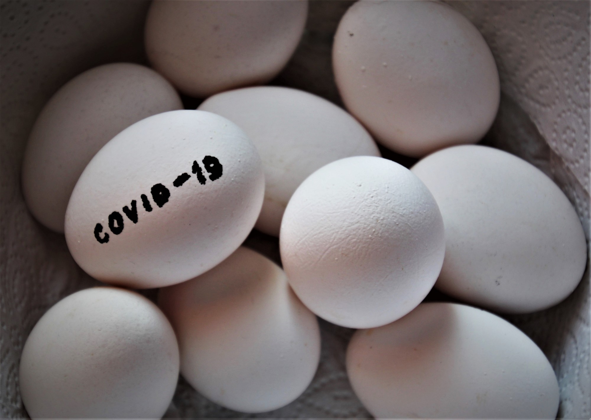 鸡蛋标记为COIVD-9