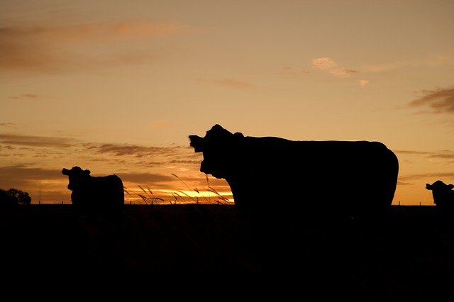德州牧场的奶牛