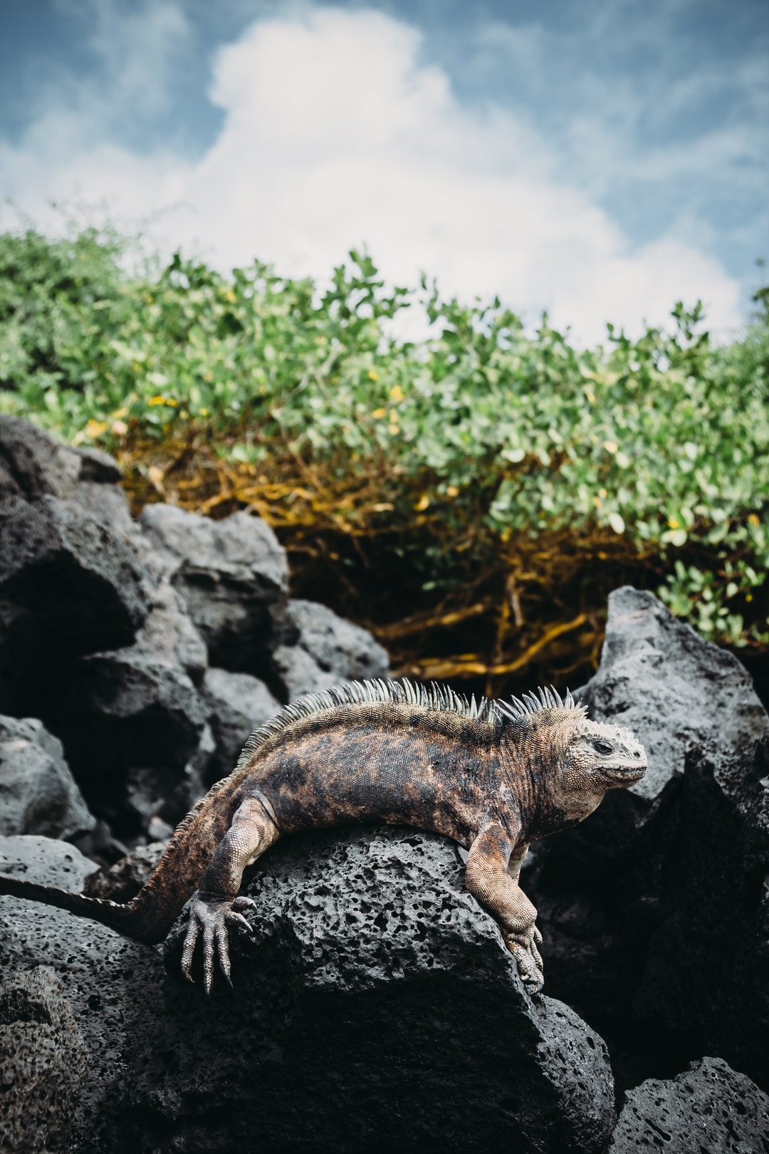 加拉帕戈斯群岛岩石上的鬣蜥