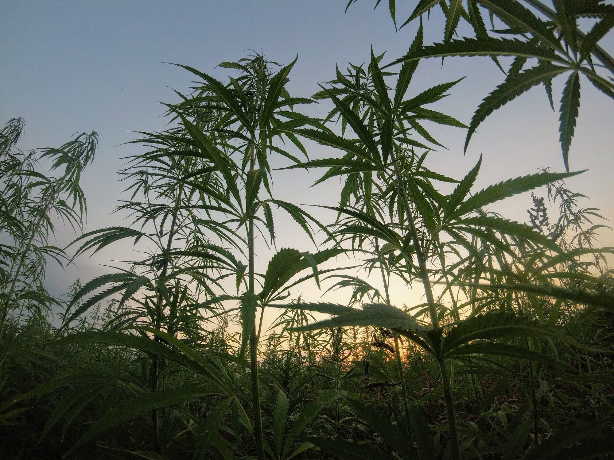如何种植大麻
